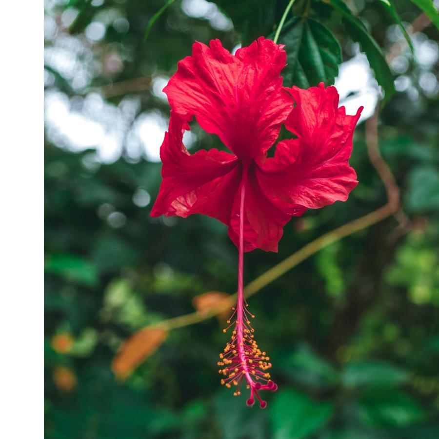 度假居 Hibisco *