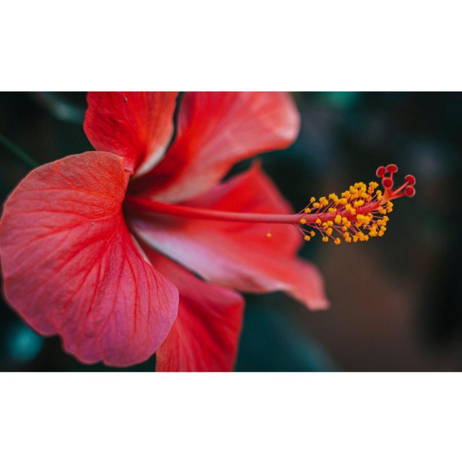 度假居 Hibisco *